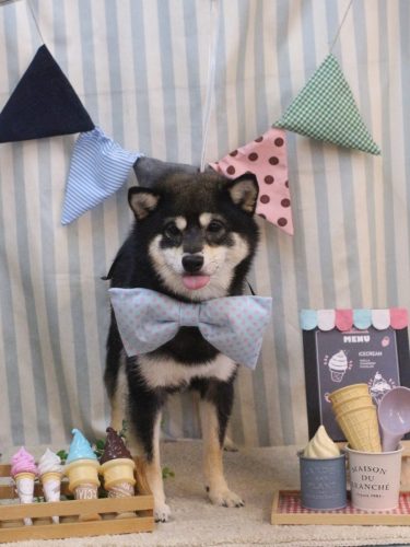 20250531むさしくん